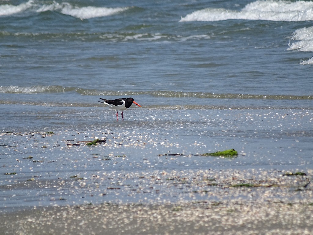 Po di Maistra, Porto Tolle, RO (32)